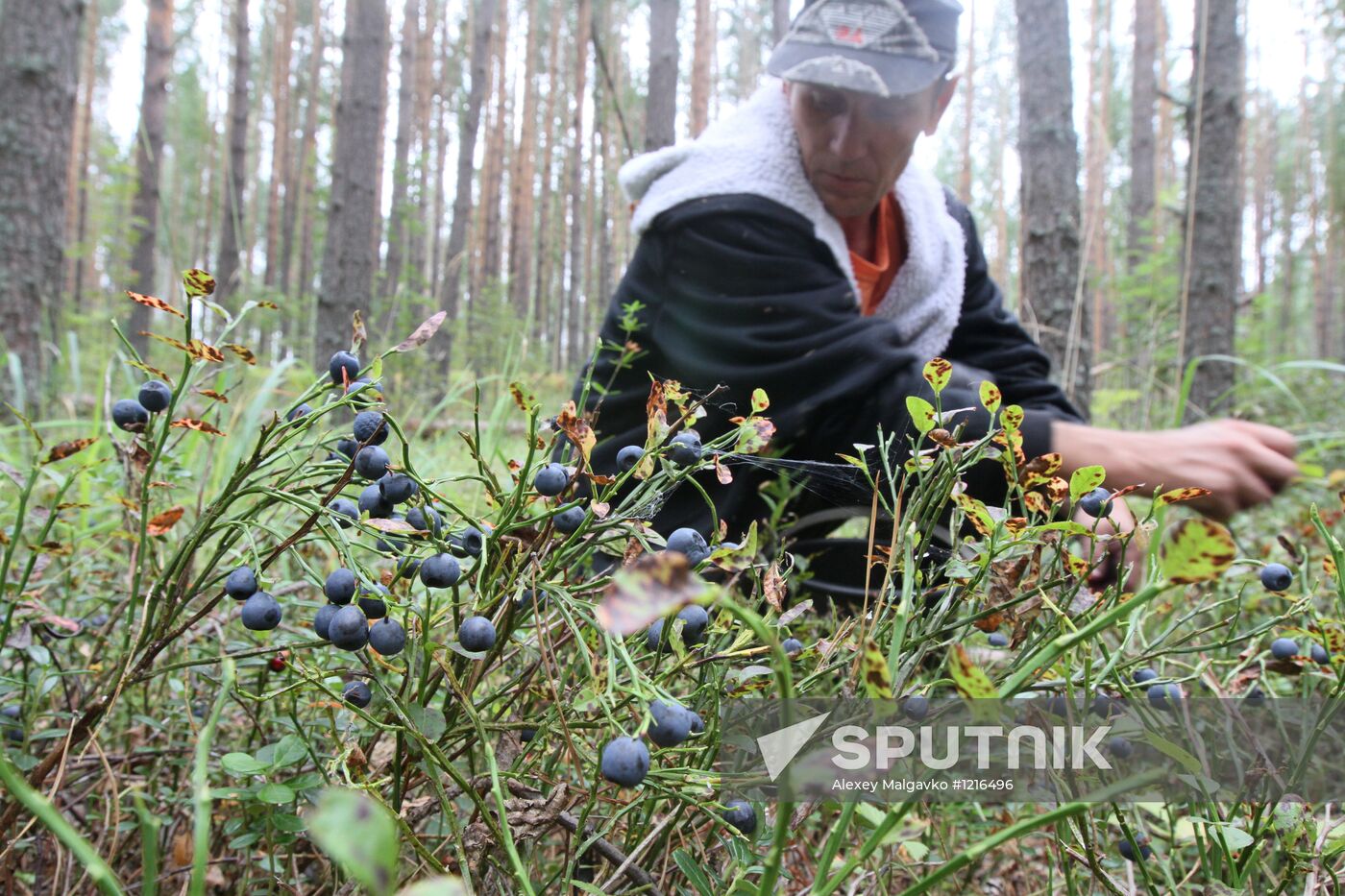 Collecting blueberries in Omsk region