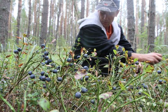 Collecting blueberries in Omsk region