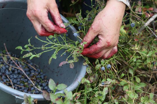 Collecting blueberries in Omsk region