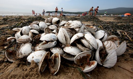 Tons of edible shellfish washed ashore in Primorye Territory