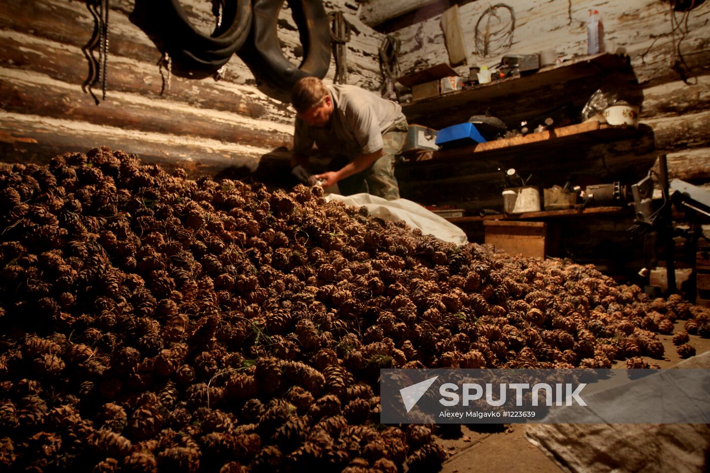 Cedar nuts harveted in Omsk Region
