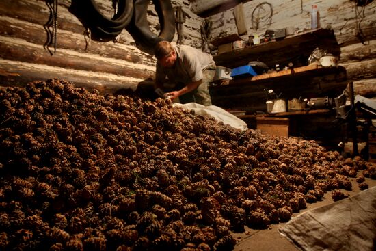 Cedar nuts harveted in Omsk Region