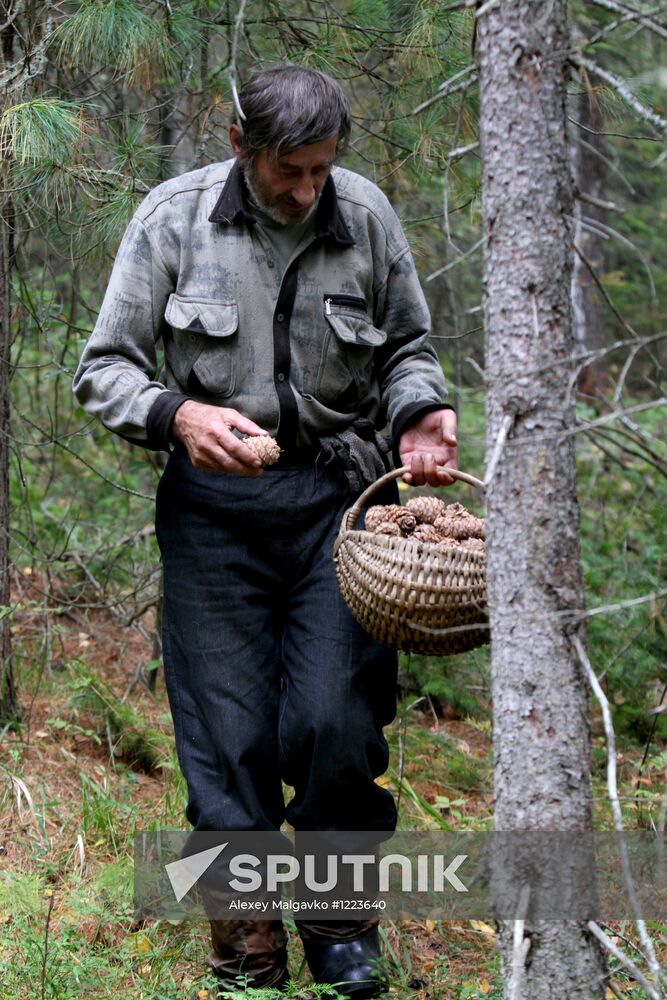 Cedar nuts harveted in Omsk Region
