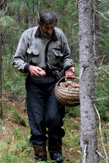 Cedar nuts harveted in Omsk Region