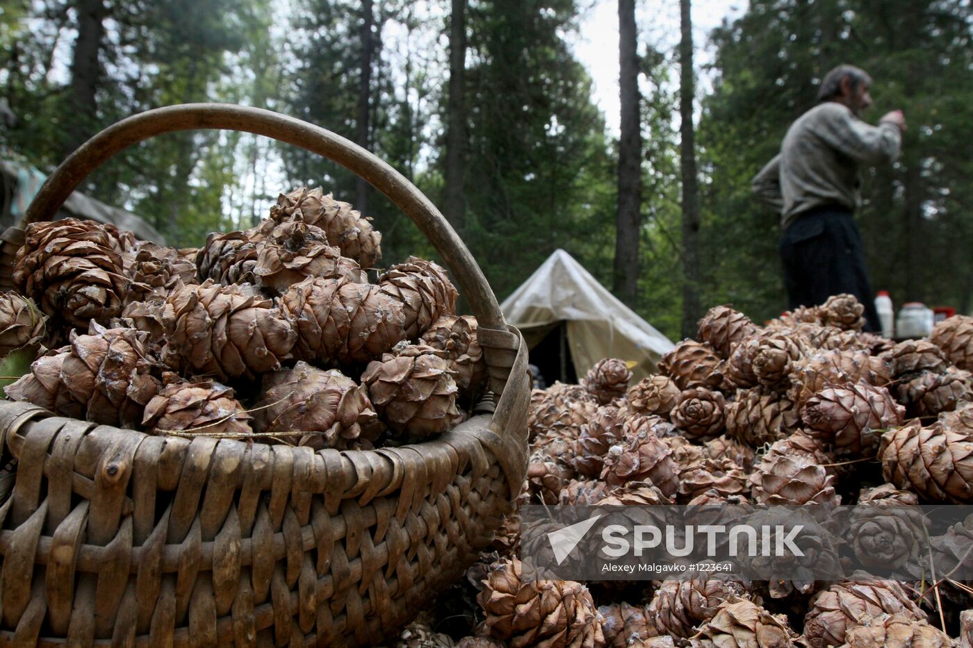 Cedar nuts harveted in Omsk Region
