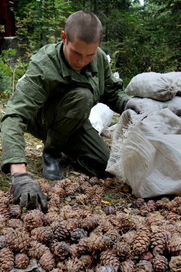 Cedar nuts harveted in Omsk Region