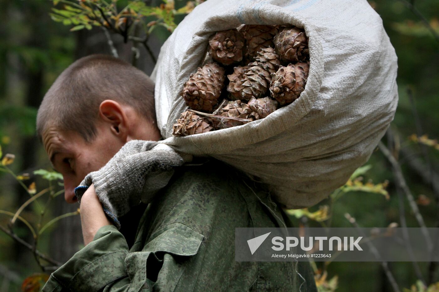 Cedar nuts harveted in Omsk Region