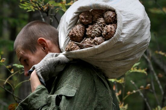 Cedar nuts harveted in Omsk Region