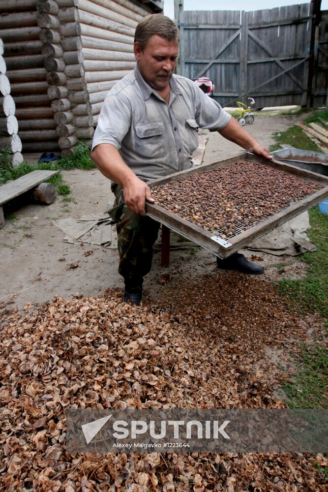 Cedar nuts harveted in Omsk Region
