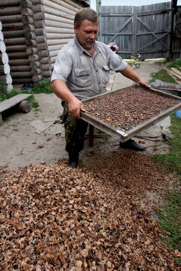 Cedar nuts harveted in Omsk Region