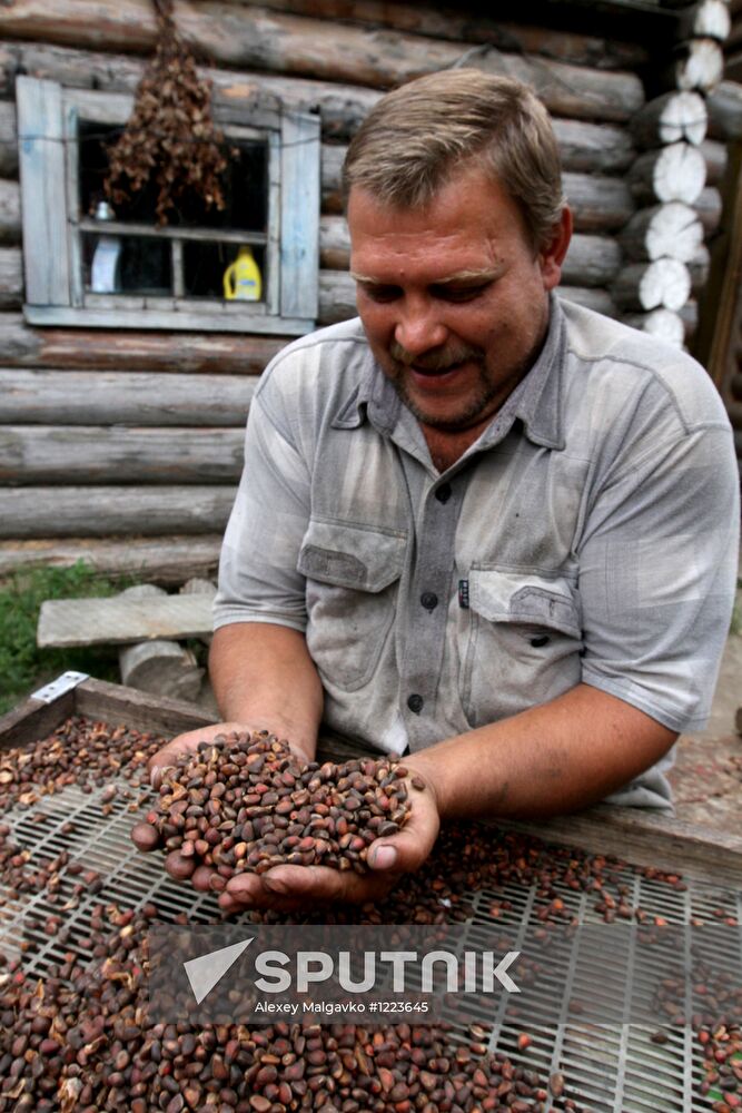 Cedar nuts harveted in Omsk Region