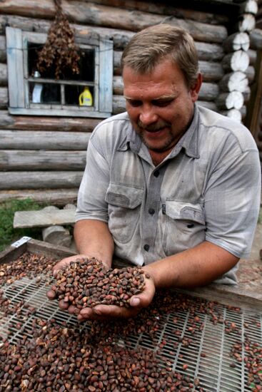 Cedar nuts harveted in Omsk Region