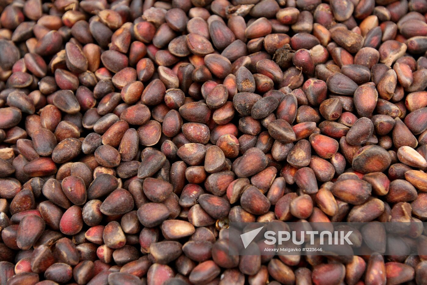 Cedar nuts harveted in Omsk Region