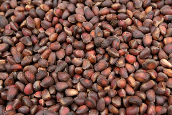 Cedar nuts harveted in Omsk Region
