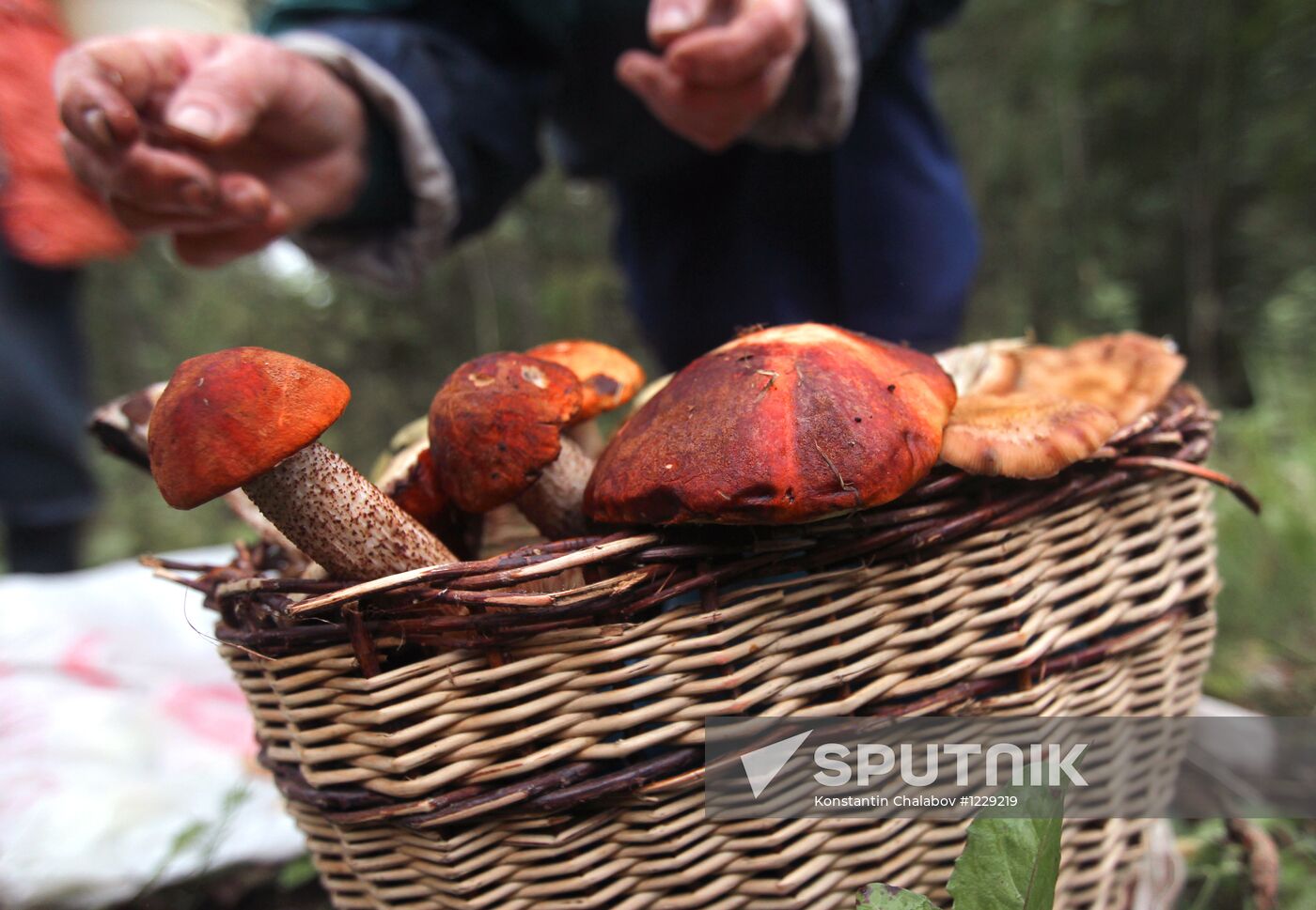 Mushroom hunting in Novgorod Region forests