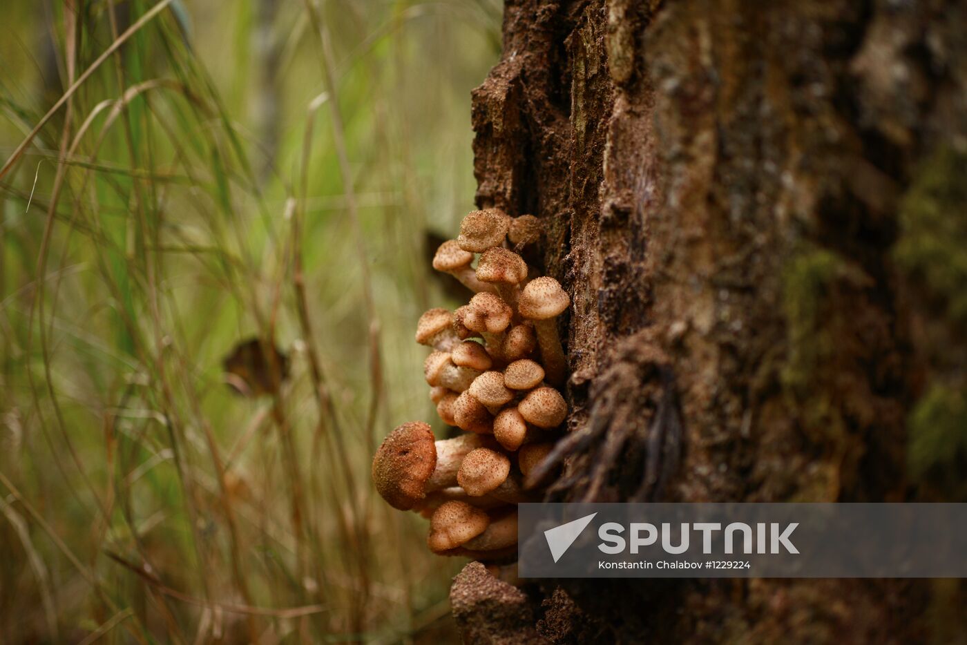 Gathering mushrooms in Novgorod Region