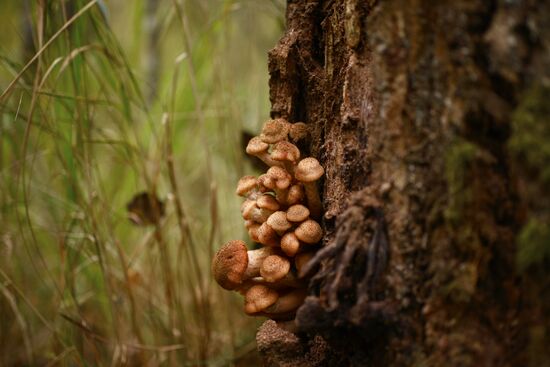 Gathering mushrooms in Novgorod Region