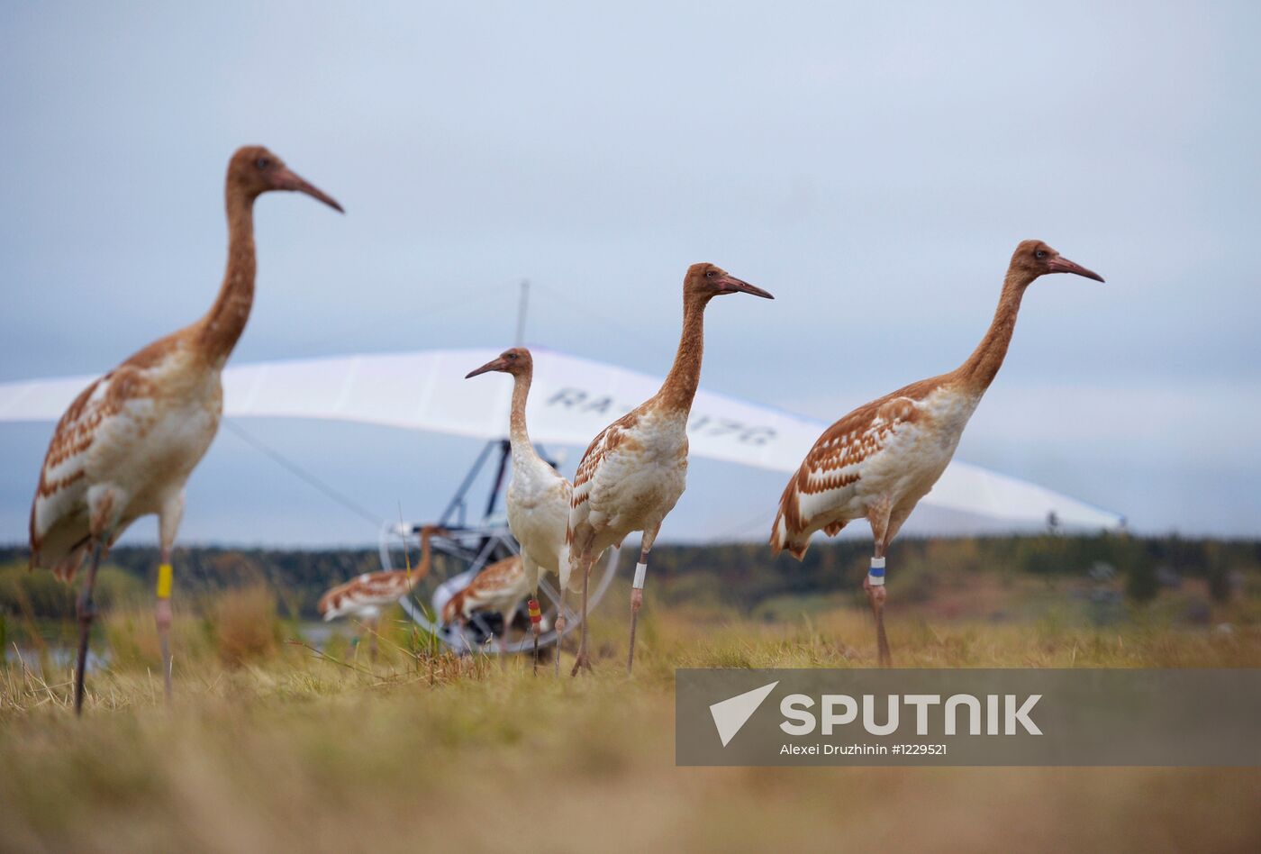 V. Putin takes part in an environmental project "Flight of Hope"