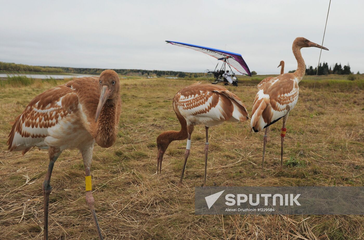 V. Putin takes part in an environmental project "Flight of Hope"