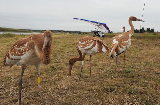 V. Putin takes part in an environmental project "Flight of Hope"