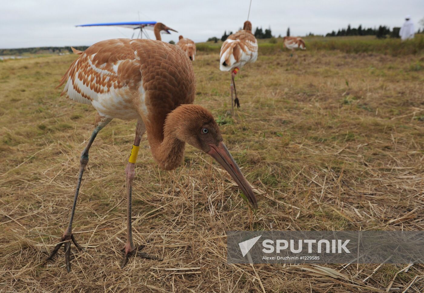 V. Putin takes part in an environmental project "Flight of Hope"