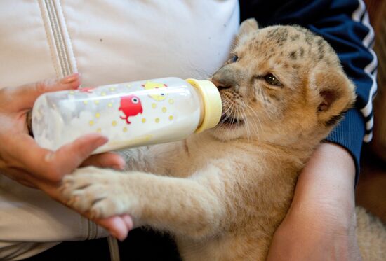 A hybrid cross between ligress and lion born in Novosibirsk Zoo