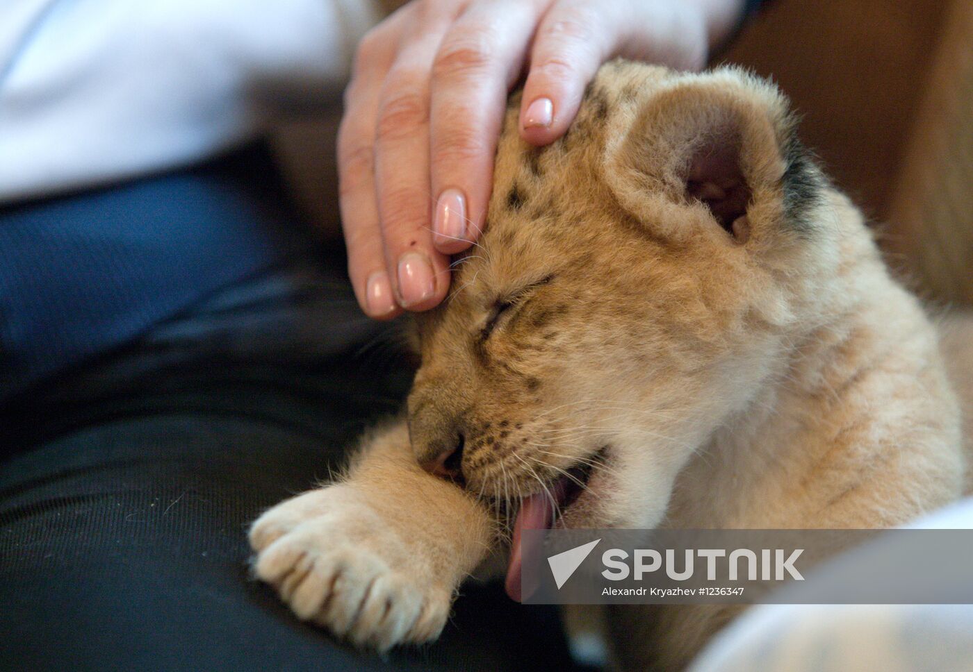 A hybrid cross between ligress and lion born in Novosibirsk Zoo