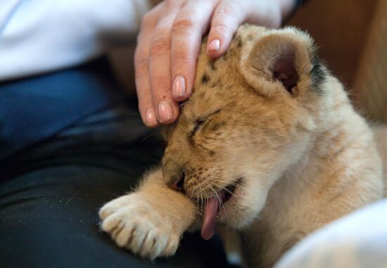 A hybrid cross between ligress and lion born in Novosibirsk Zoo