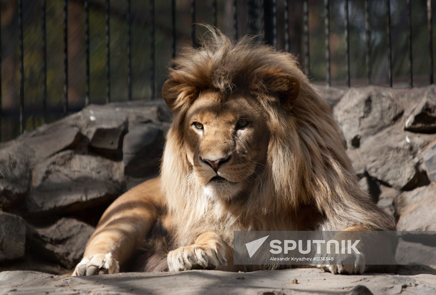 A hybrid cross between ligress and lion born in Novosibirsk Zoo