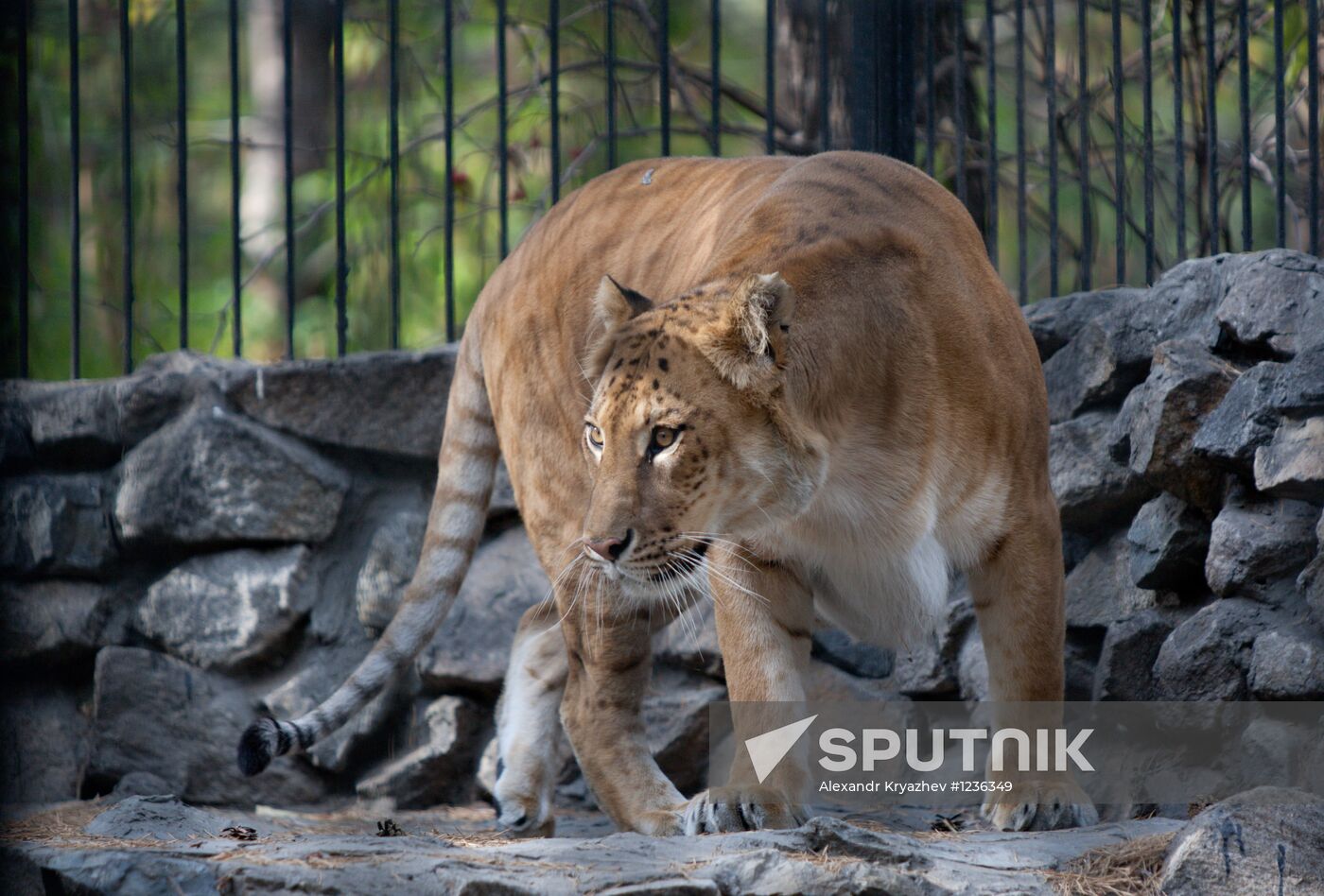A hybrid cross between ligress and lion born in Novosibirsk Zoo