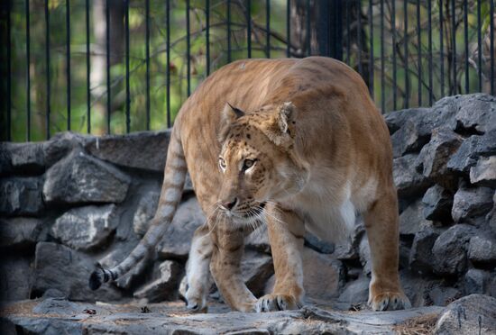 A hybrid cross between ligress and lion born in Novosibirsk Zoo