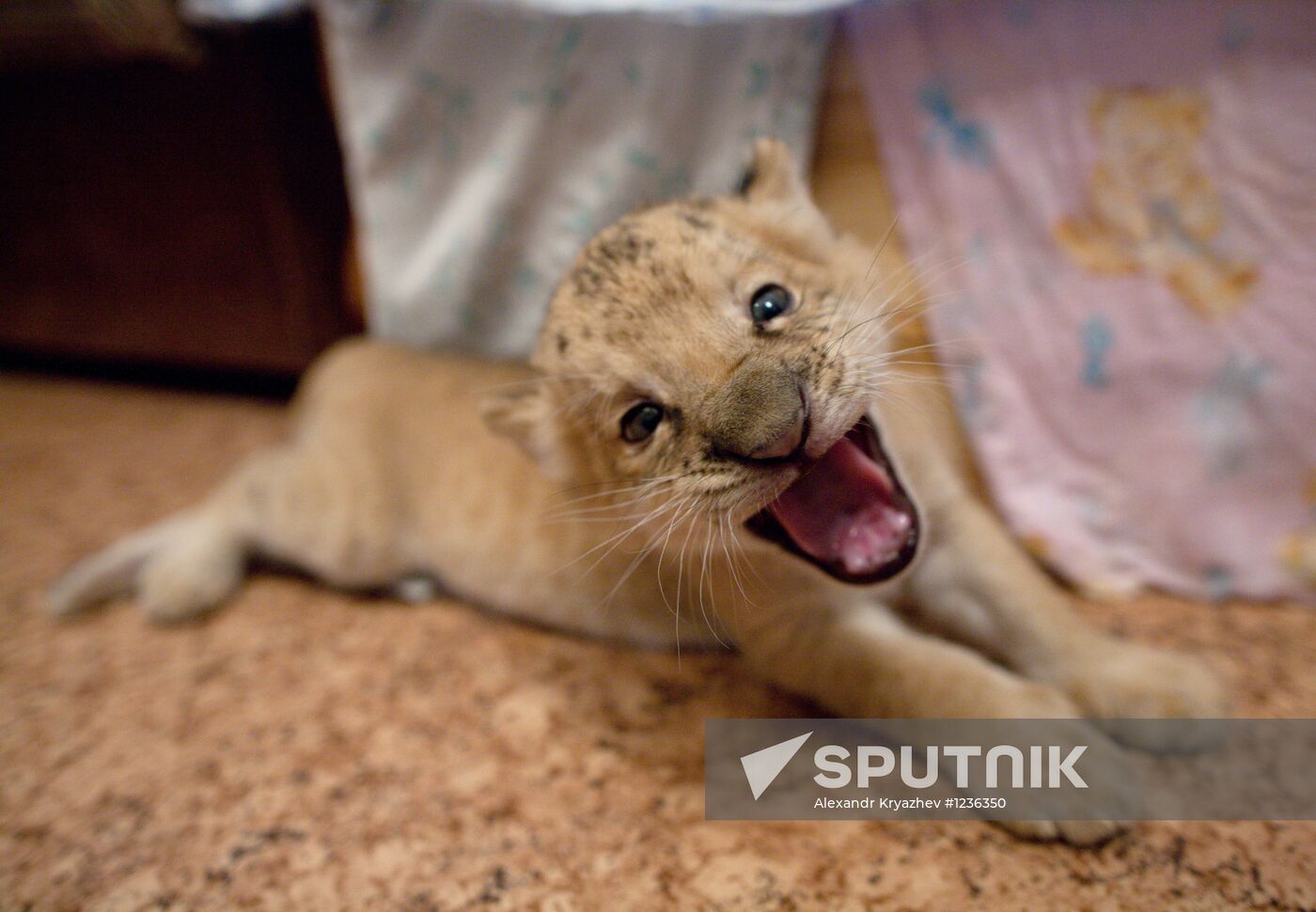 A hybrid cross between ligress and lion born in Novosibirsk Zoo