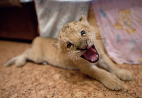 A hybrid cross between ligress and lion born in Novosibirsk Zoo