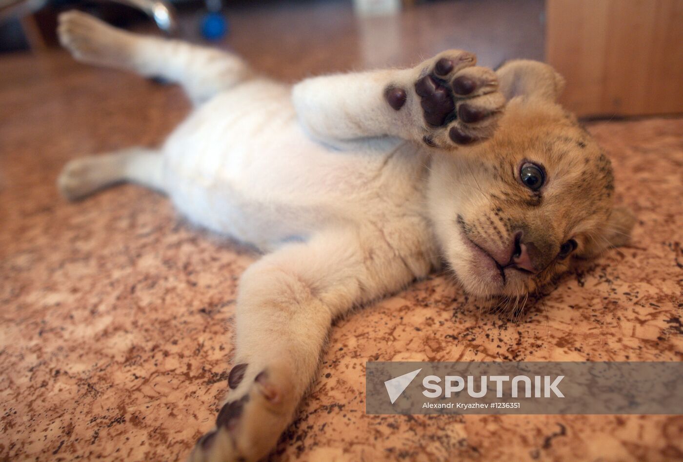 A hybrid cross between ligress and lion born in Novosibirsk Zoo
