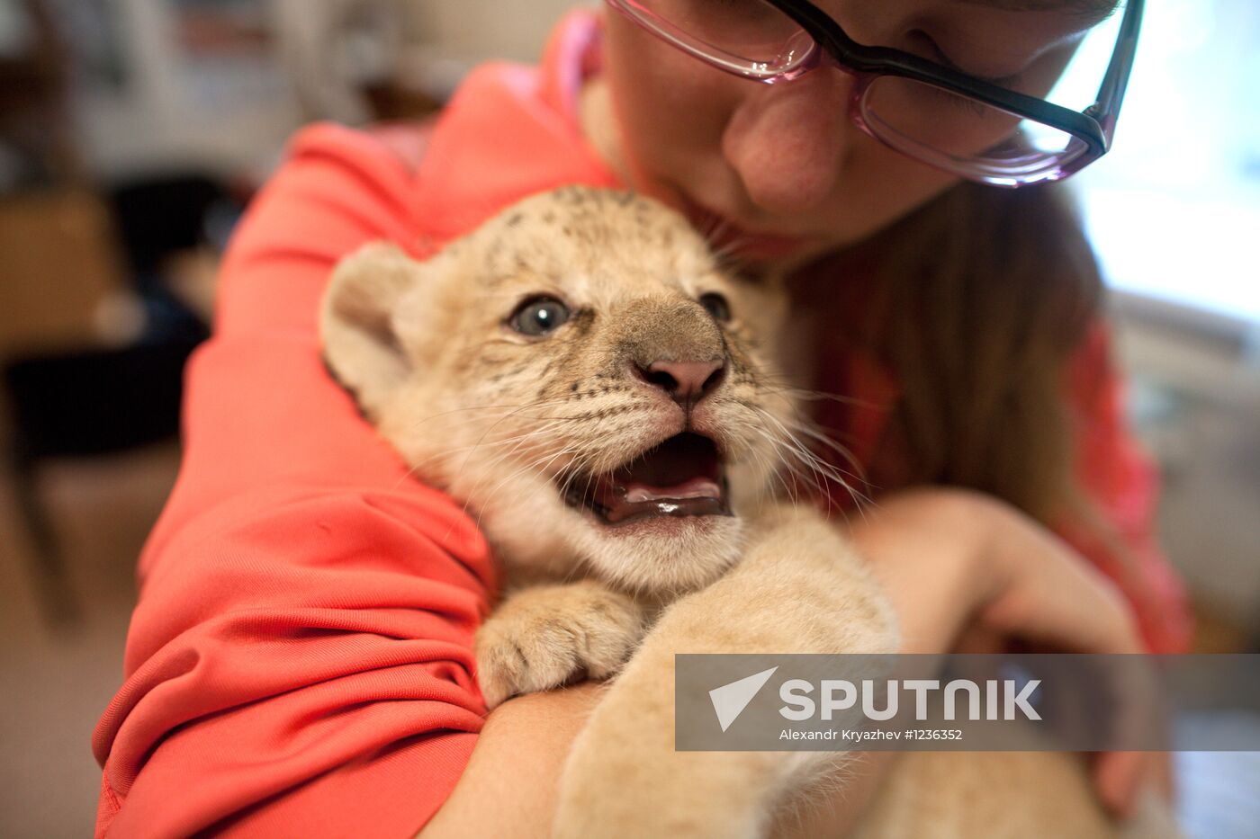 A hybrid cross between ligress and lion born in Novosibirsk Zoo