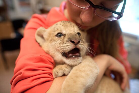 A hybrid cross between ligress and lion born in Novosibirsk Zoo