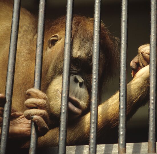 Orangutan