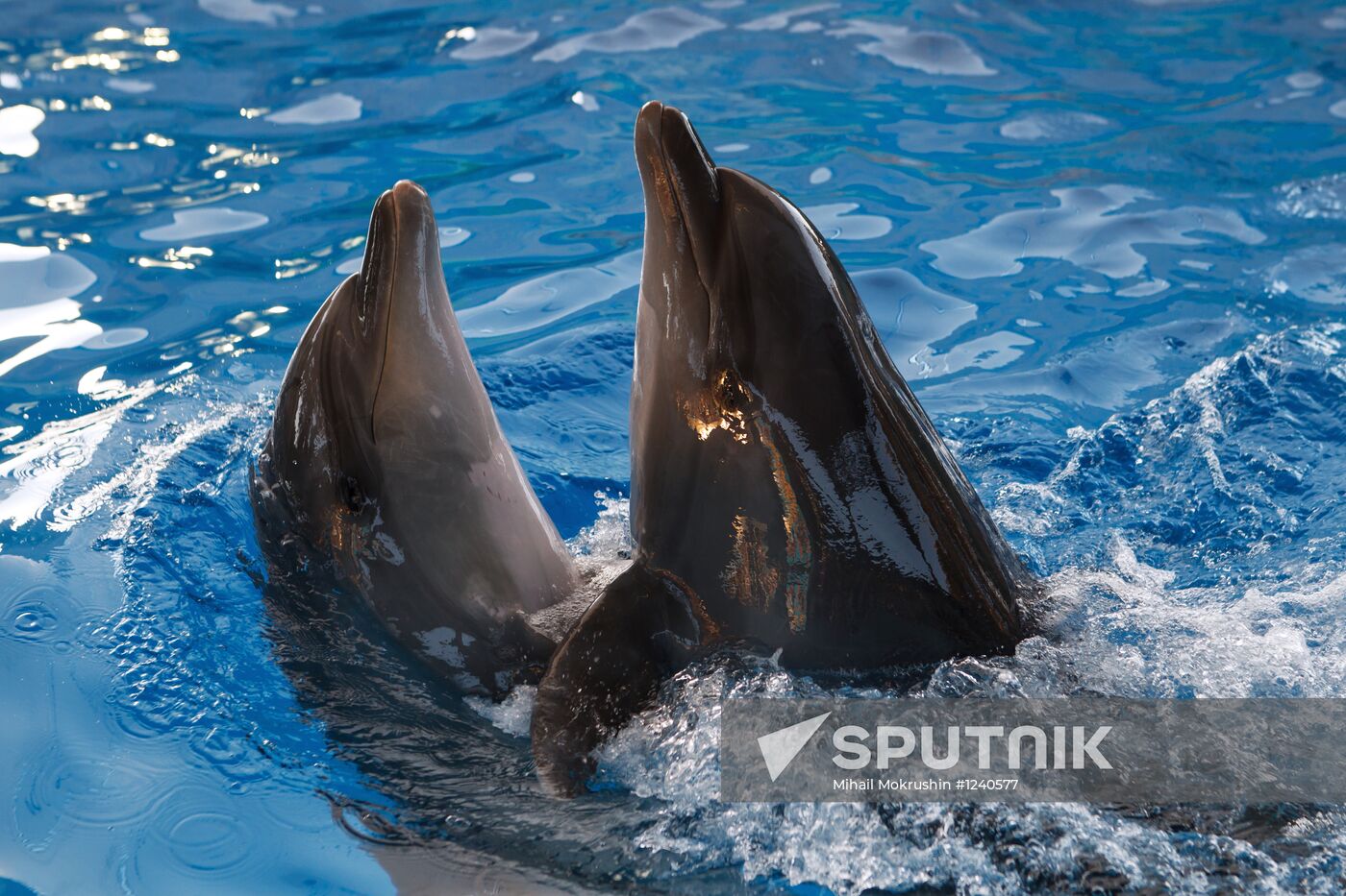 Russia's largest dolphinarium opens in Sochi