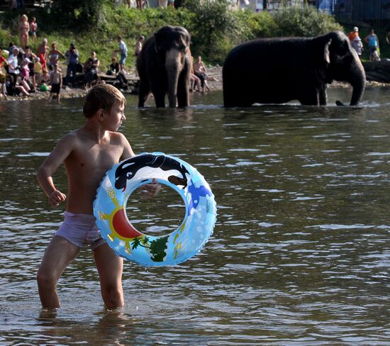 Bathing elephants in the center of Vladivostok