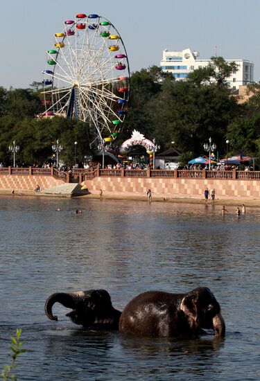 Bathing elephants in the center of Vladivostok