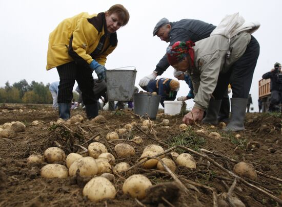Harvesting potatoes in Belarus