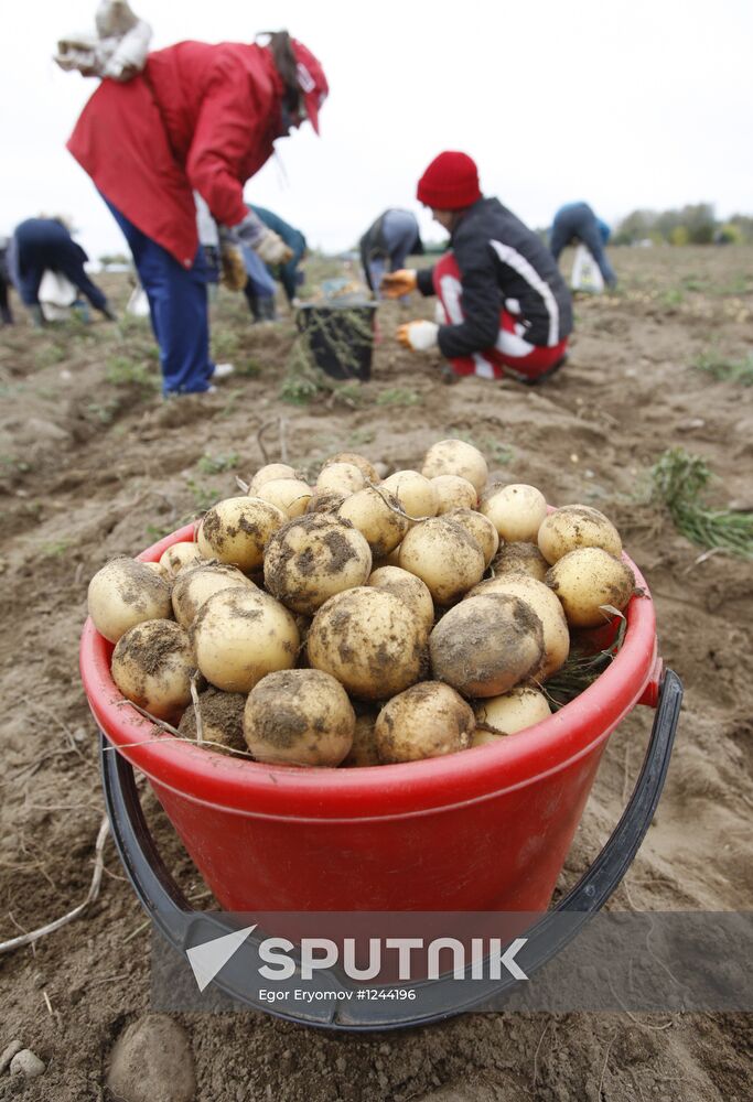 Harvesting potatoes in Belarus