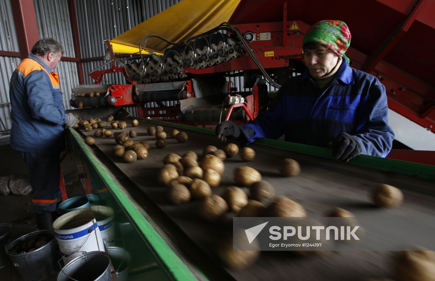 Harvesting potatoes in Belarus