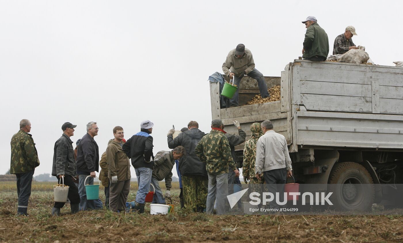 Harvesting potatoes in Belarus