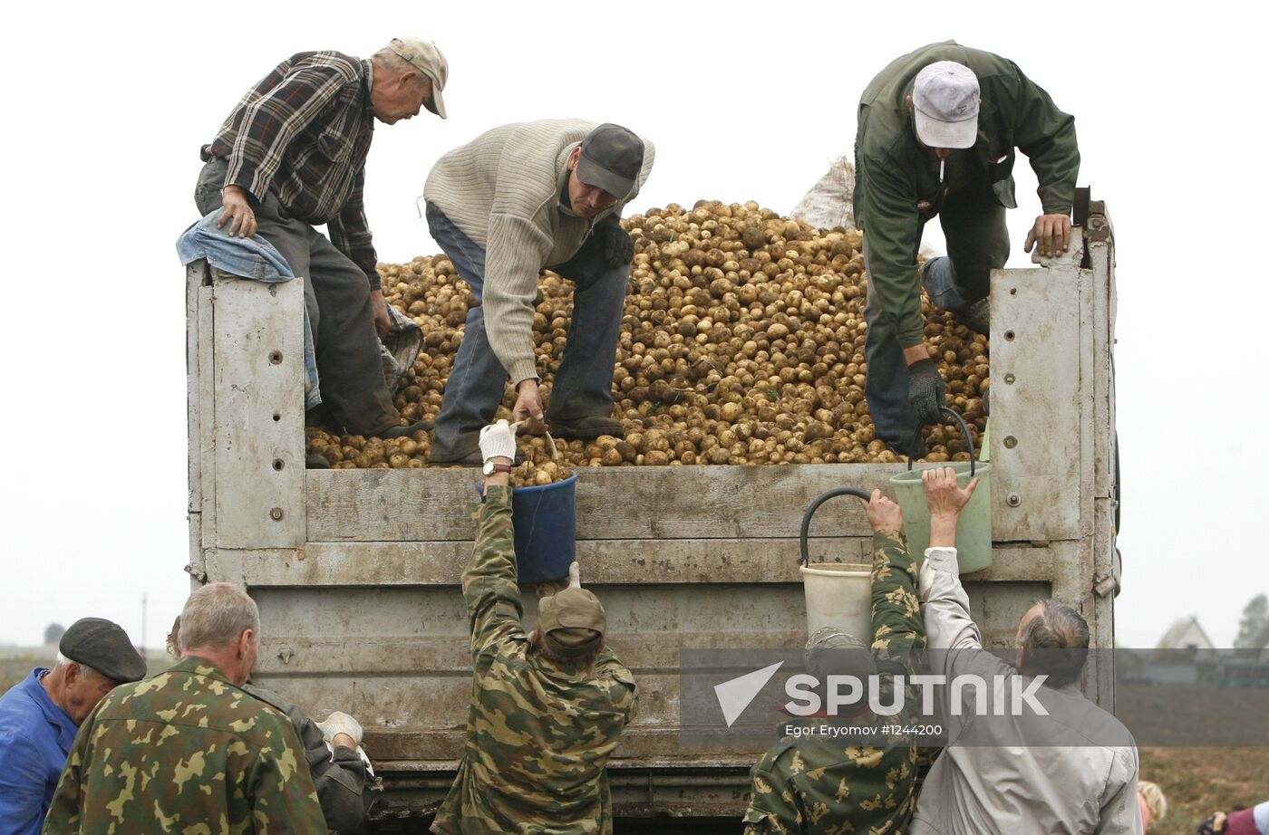 Harvesting potatoes in Belarus