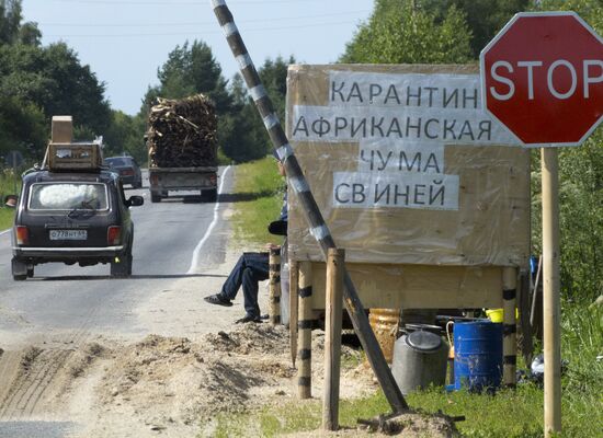 Quarantine imposed in Tver Region to curb African swine fever