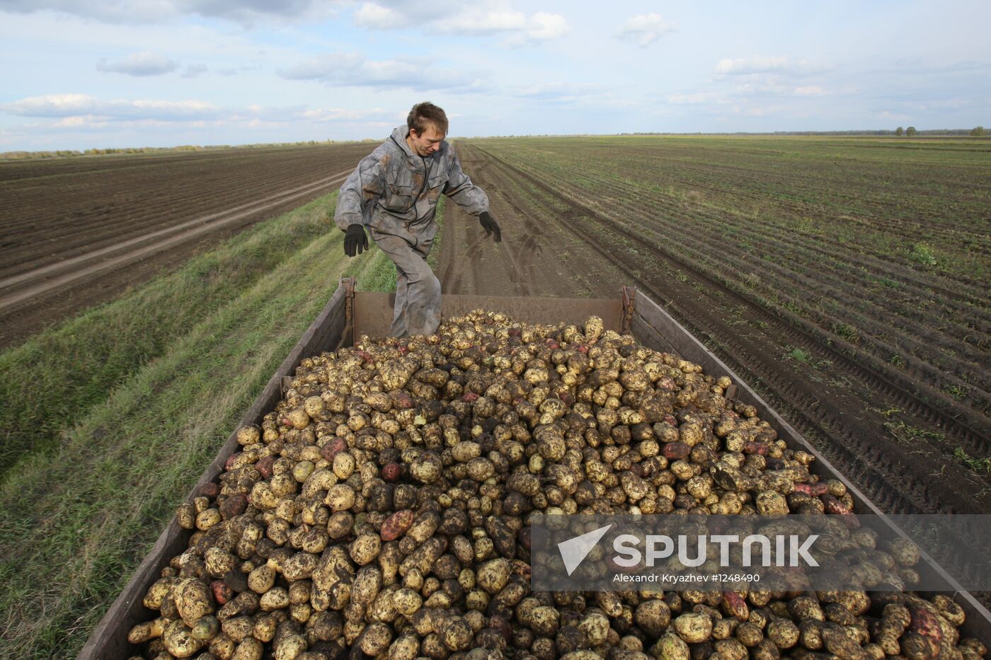 Harvesting potatoes in Novosibirsk Region