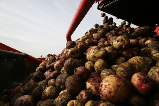 Harvesting potatoes in Novosibirsk Region