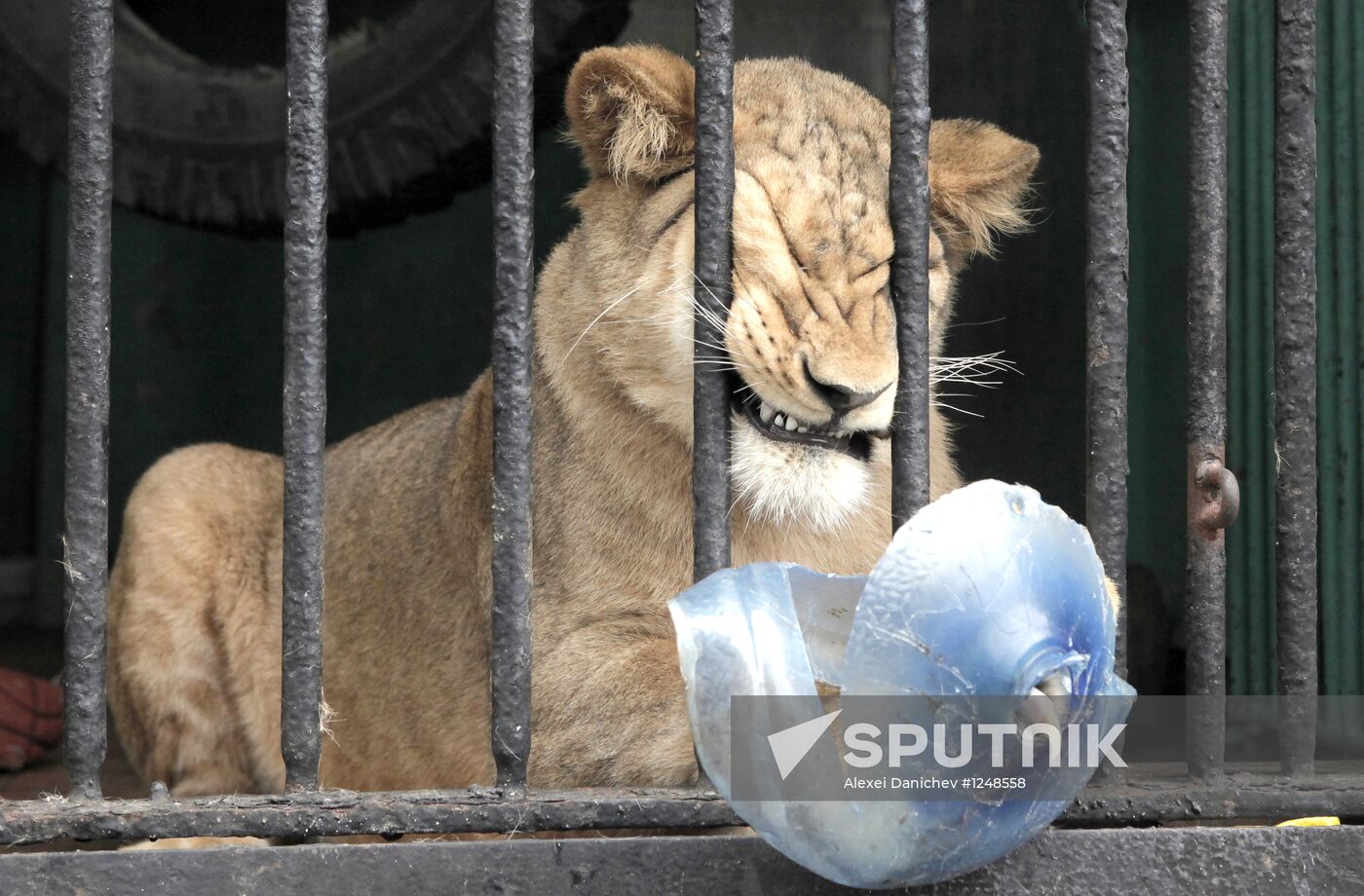 African lioness Tasia brought to Leningrad Zoo