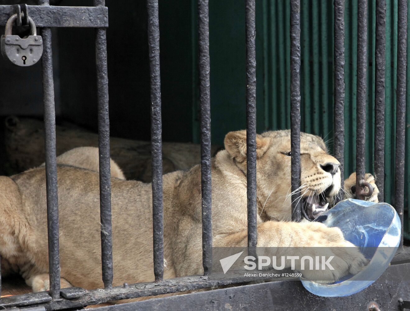 African lioness Tasia brought to Leningrad Zoo